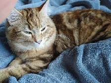 2 ❤️cuddly kitties❤️ for adoption (8 months old) - Photo 3