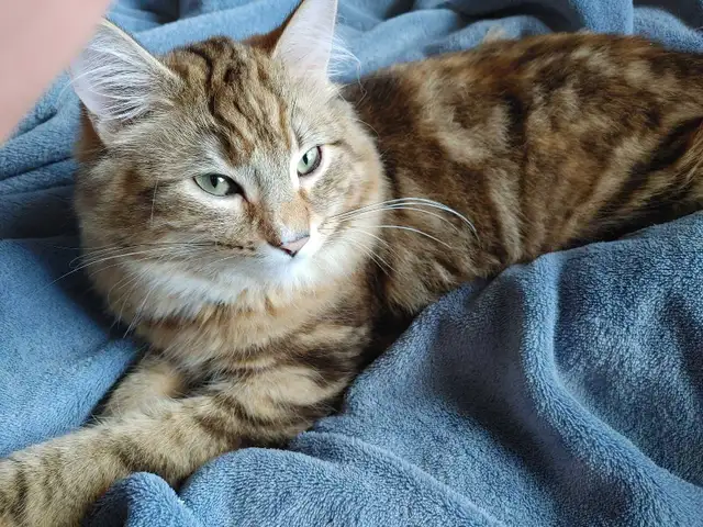 2 ❤️cuddly kitties❤️ for adoption (8 months old) - Photo 4