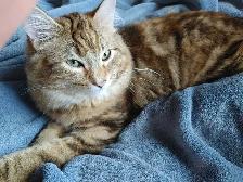 2 ❤️cuddly kitties❤️ for adoption (8 months old) - Photo 4