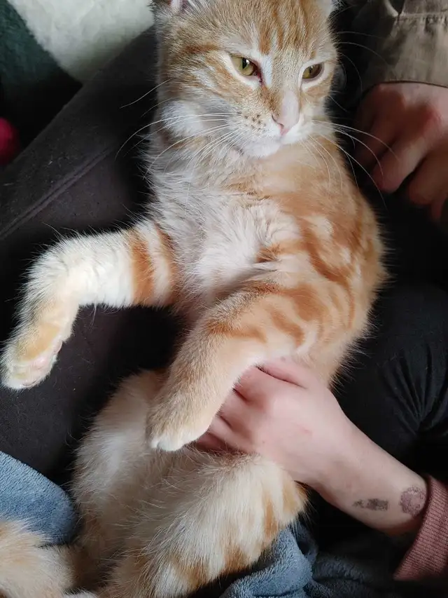 2 ❤️cuddly kitties❤️ for adoption (8 months old) - Photo 5