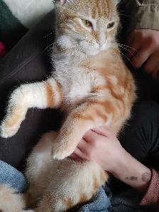 2 ❤️cuddly kitties❤️ for adoption (8 months old) - Photo 5