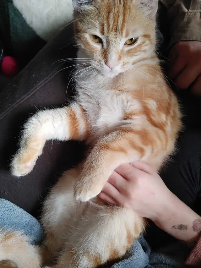 2 ❤️cuddly kitties❤️ for adoption (8 months old) - Photo 6