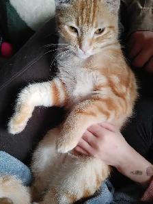 2 ❤️cuddly kitties❤️ for adoption (8 months old) - Photo 6