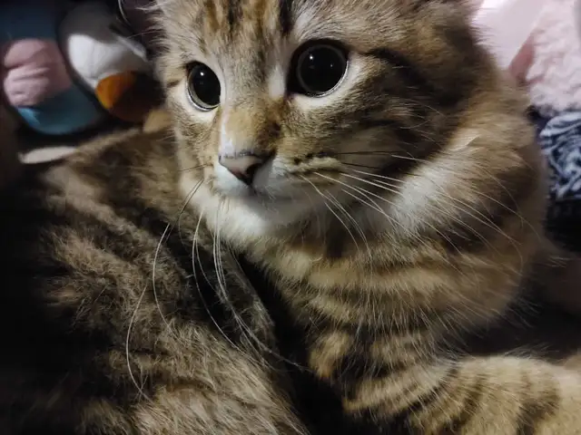 2 ❤️cuddly kitties❤️ for adoption (8 months old) - Photo 7