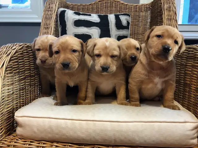 UPCOMING PUREBRED FOX RED LAB LITTER