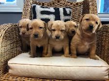 UPCOMING PUREBRED FOX RED LAB LITTER