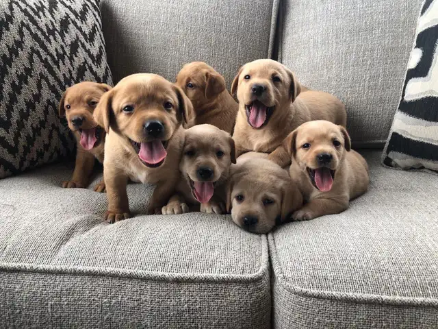 UPCOMING PUREBRED FOX RED LAB LITTER - Photo 2