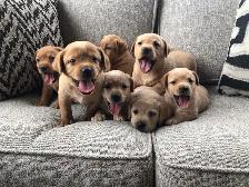 UPCOMING PUREBRED FOX RED LAB LITTER - Photo 2