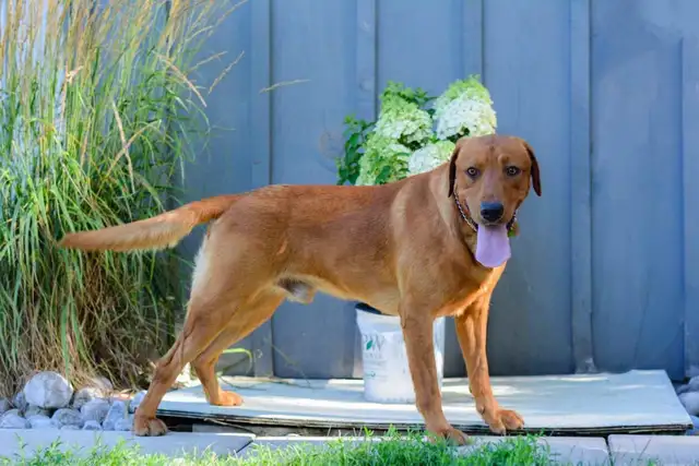 UPCOMING PUREBRED FOX RED LAB LITTER - Photo 3