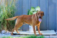 UPCOMING PUREBRED FOX RED LAB LITTER - Photo 3