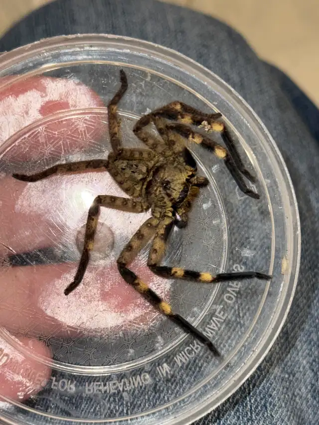 Cameroon Tiger Huntsman Spiders!