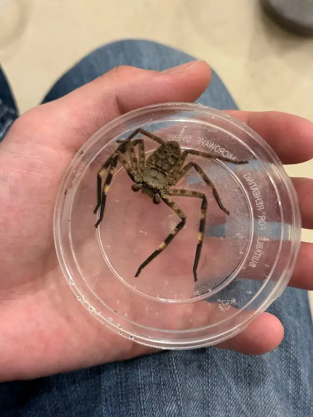 Cameroon Tiger Huntsman Spiders! - Photo 2