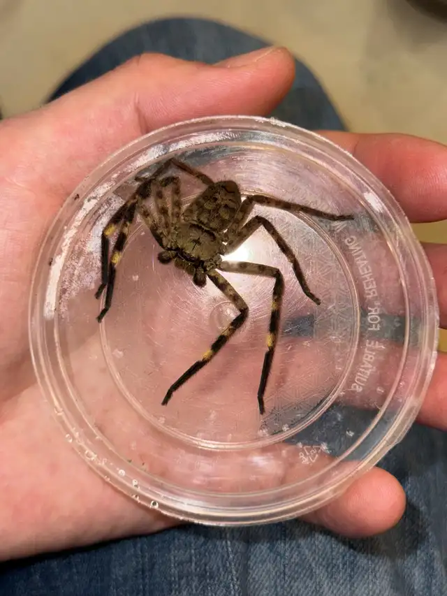 Cameroon Tiger Huntsman Spiders! - Photo 3