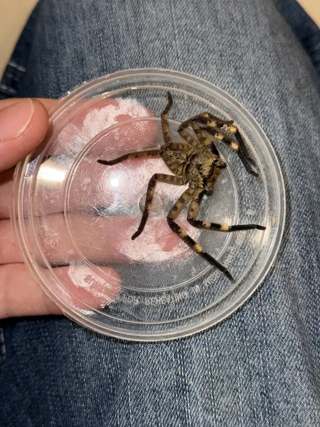 Cameroon Tiger Huntsman Spiders! - Photo 4