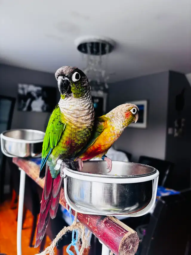 green chick conure babies