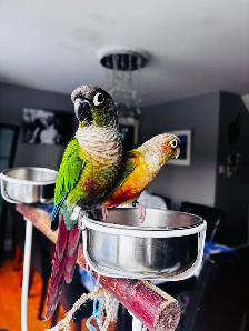 green chick conure babies