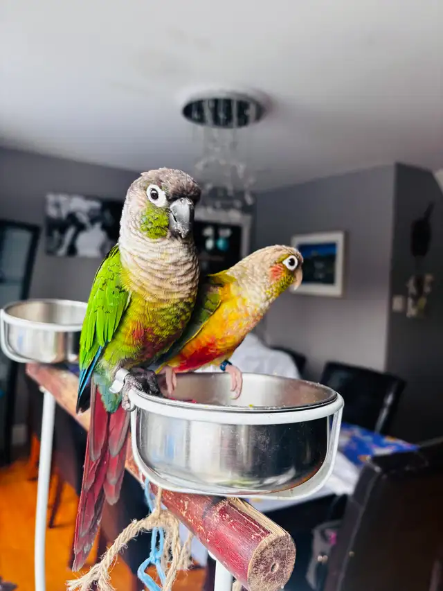 green chick conure babies - Photo 2