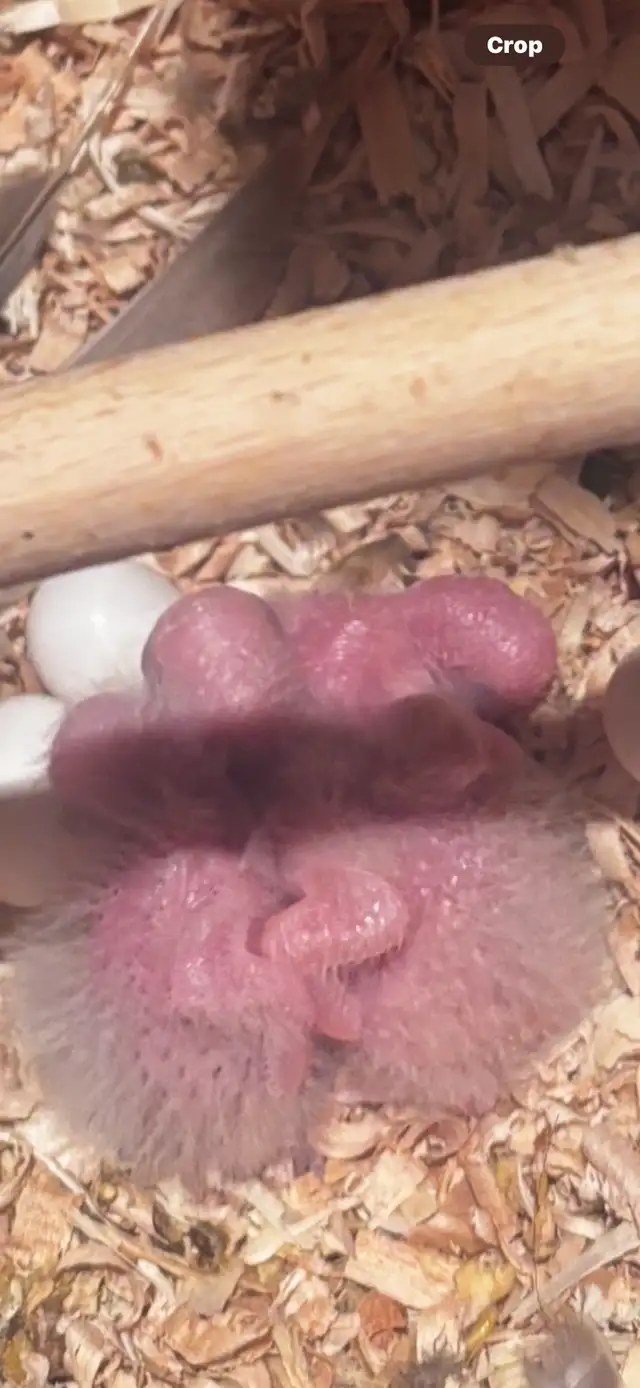 green chick conure babies - Photo 3