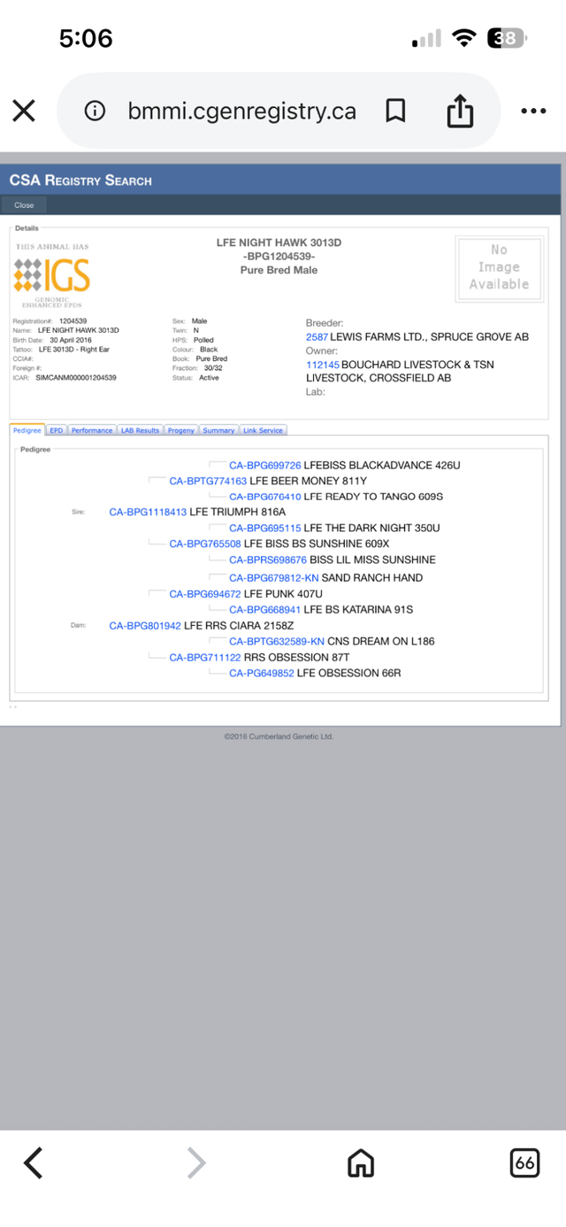 Simmental Semen - Photo 2