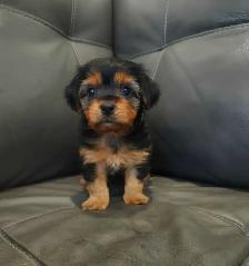 Tiny Tri-color maltipoos looking for forever homes !