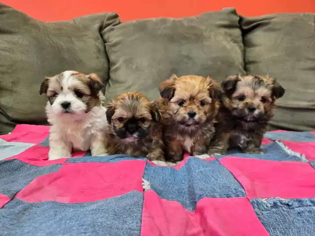 Shichon Puppies - Photo 2