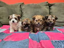 Shichon Puppies - Photo 2