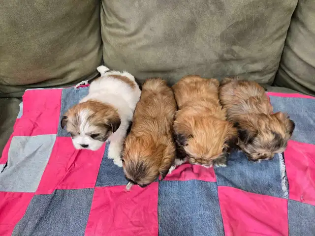 Shichon Puppies - Photo 3