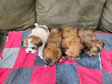 Shichon Puppies - Photo 3