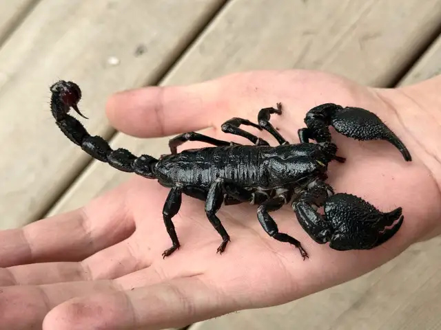 Cameroon Dictator Scorpions!