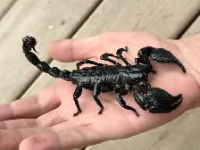 Cameroon Dictator Scorpions!