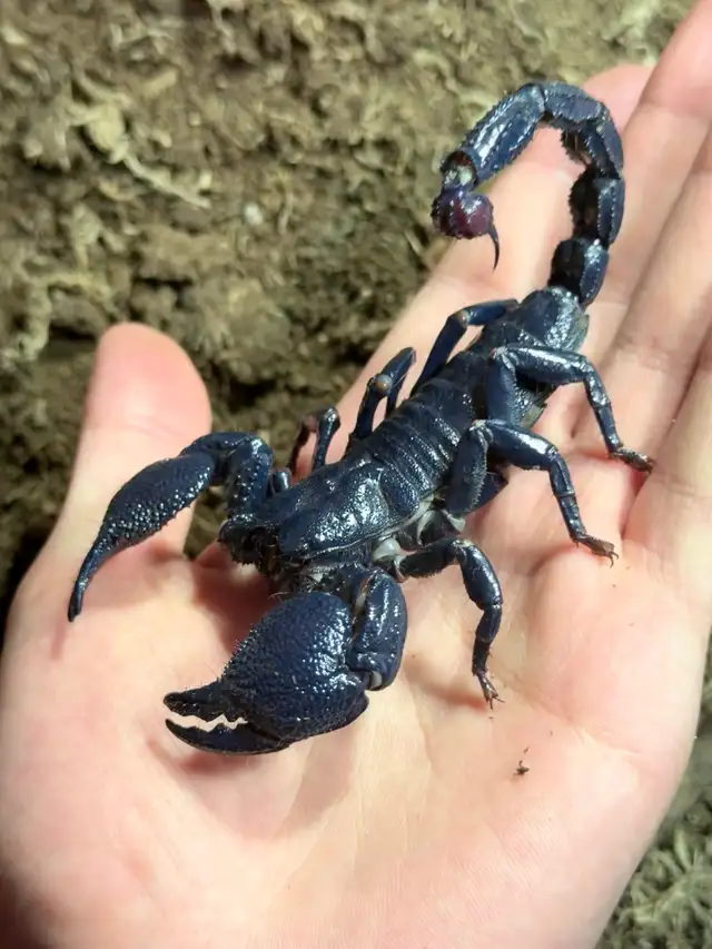 Cameroon Dictator Scorpions! - Photo 2