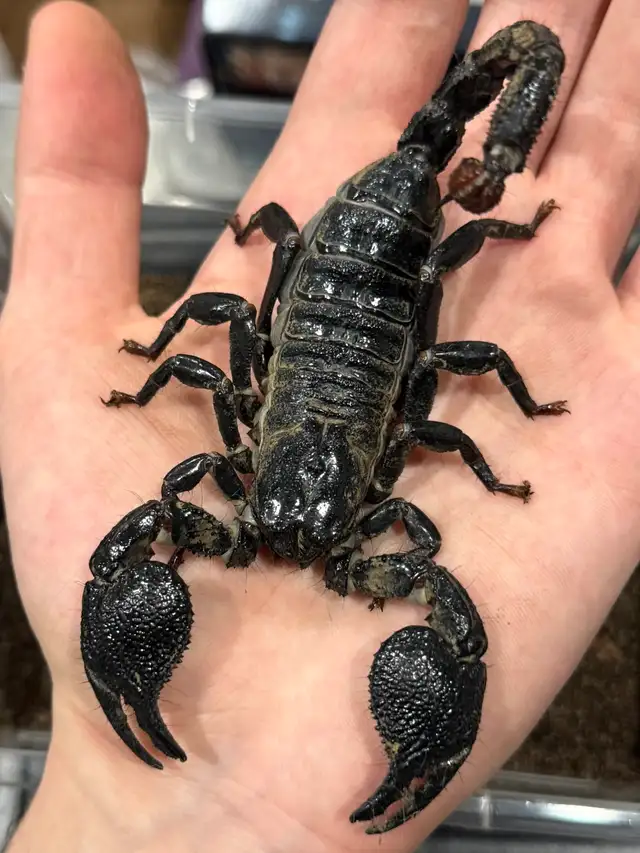 Cameroon Dictator Scorpions! - Photo 3
