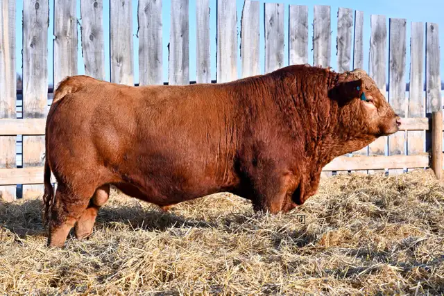 2 Year Old Simmental Bulls