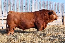 2 Year Old Simmental Bulls