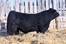 2 Year Old Simmental Bulls - Photo 2