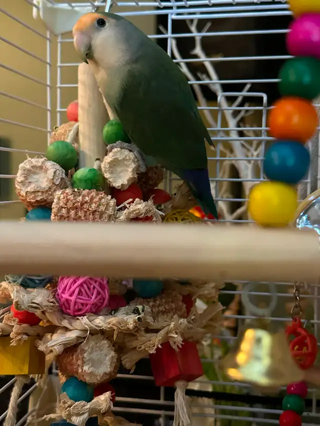 Petit Inséparable roseicolli  6 mois super gentil et manipulable