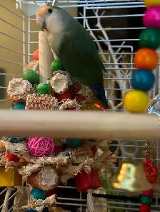 Petit Inséparable roseicolli  6 mois super gentil et manipulable