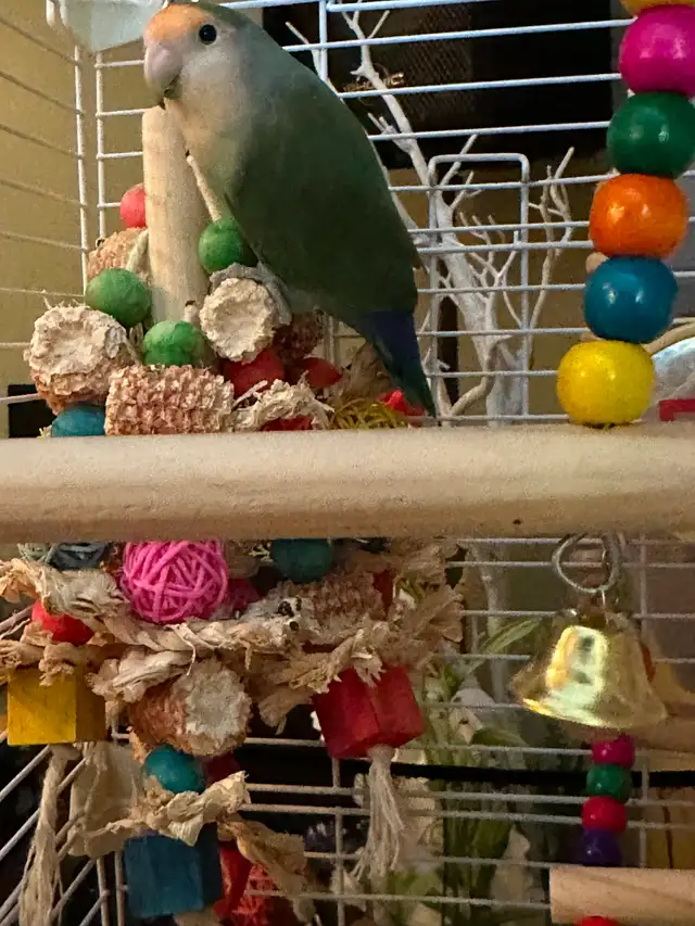 Petit Inséparable roseicolli  6 mois super gentil et manipulable - Photo 2