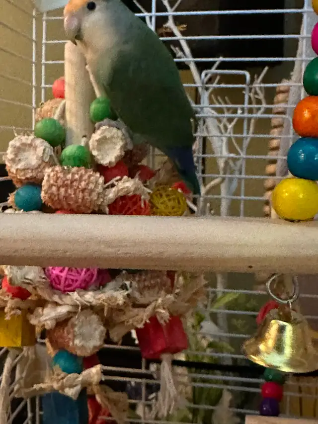 Petit Inséparable roseicolli  6 mois super gentil et manipulable - Photo 3