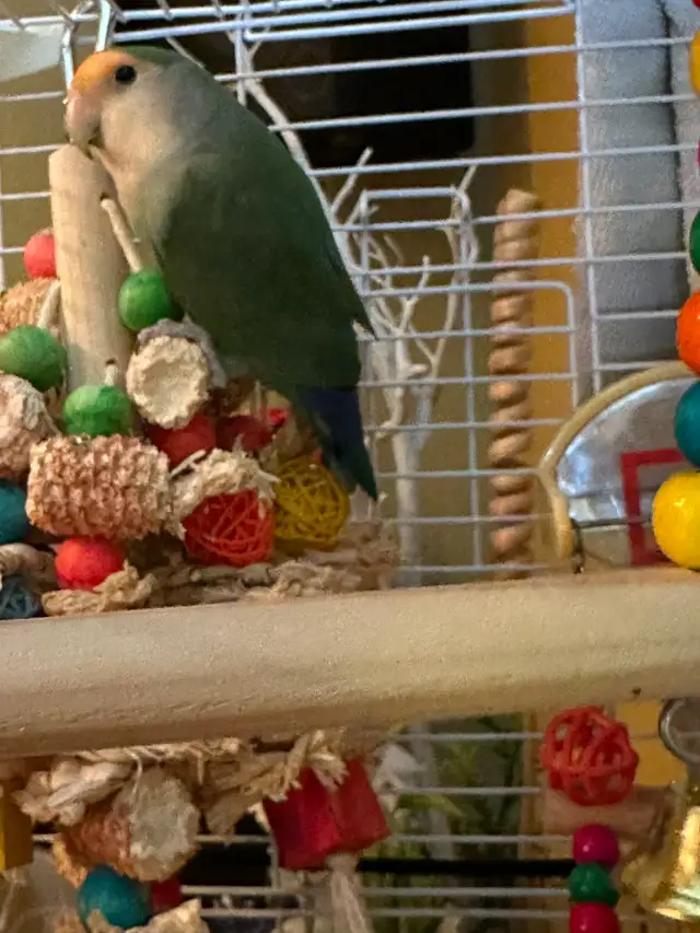 Petit Inséparable roseicolli  6 mois super gentil et manipulable - Photo 4