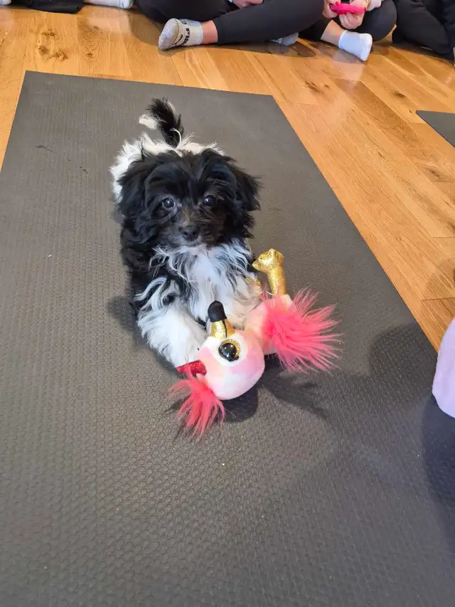 Purebred female Havanese