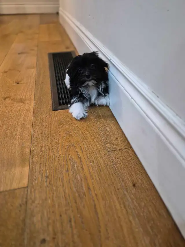 Purebred female Havanese - Photo 2