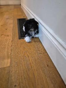 Purebred female Havanese - Photo 2