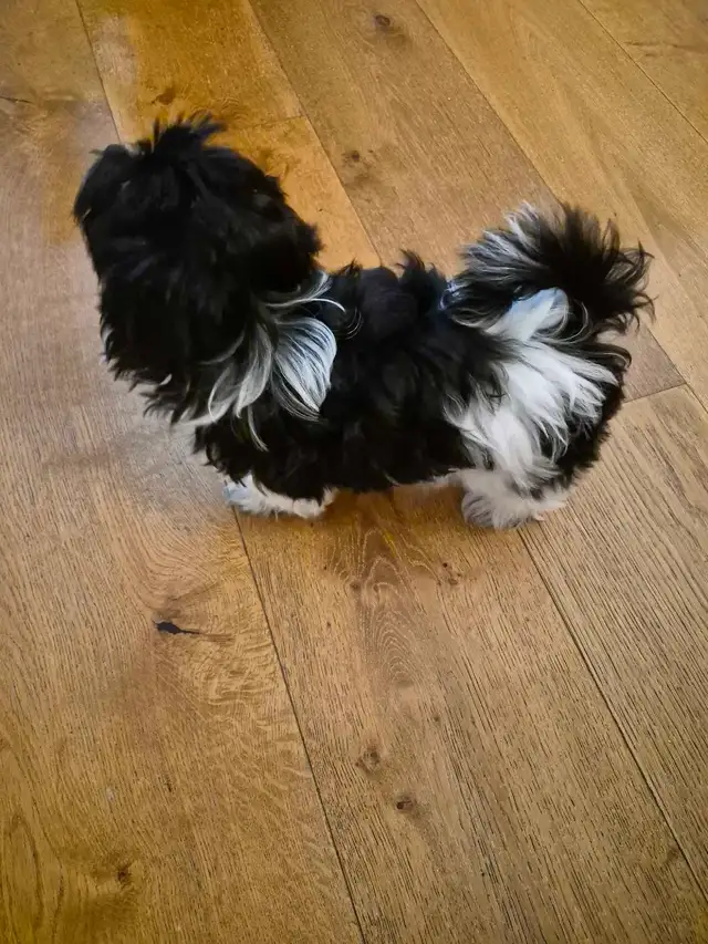 Purebred female Havanese - Photo 3