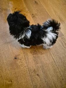 Purebred female Havanese - Photo 3
