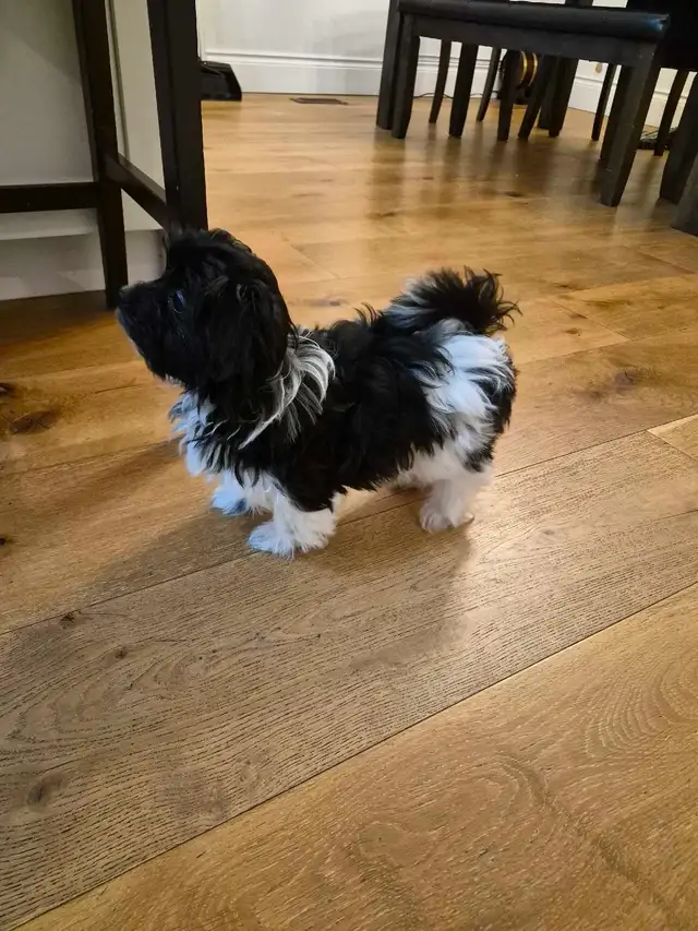 Purebred female Havanese - Photo 4