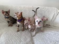 chatons bengal a donner contre bon soins - Photo 2