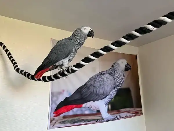 couples gris d'afrique a donner