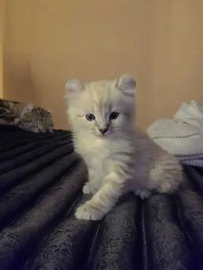 highland lynx - Photo 2