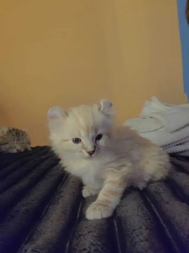 highland lynx - Photo 3